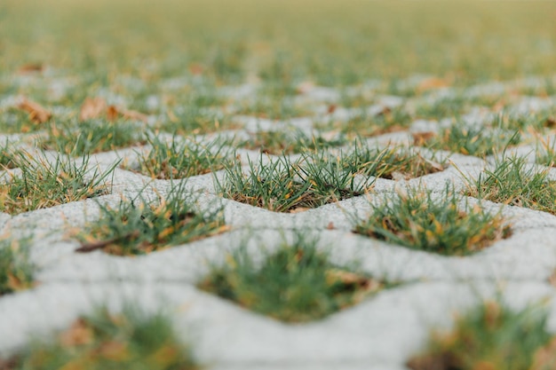 Lattice paving stones and green grass in the holes. Outdoor tiles.