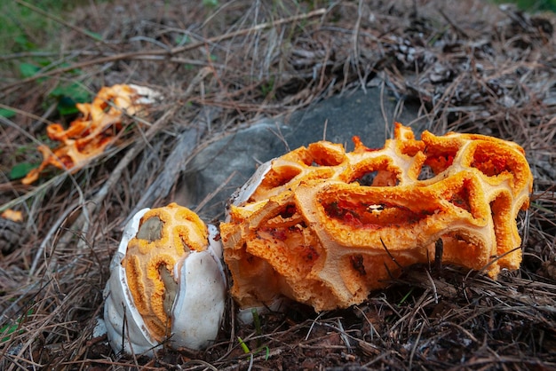 Photo latticed stinkhorn basket stinkhorn or red cage clathrus ruber malaga spain