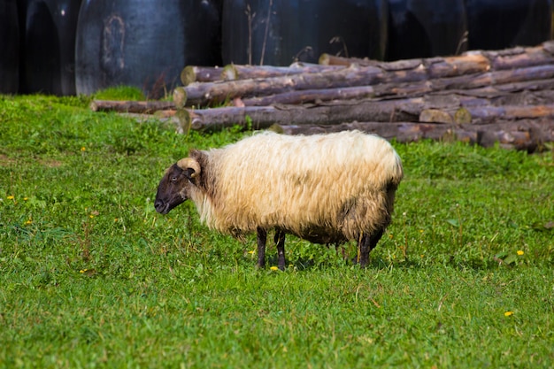 Латха овец в Пиренеях Наварры пасутся на лугу