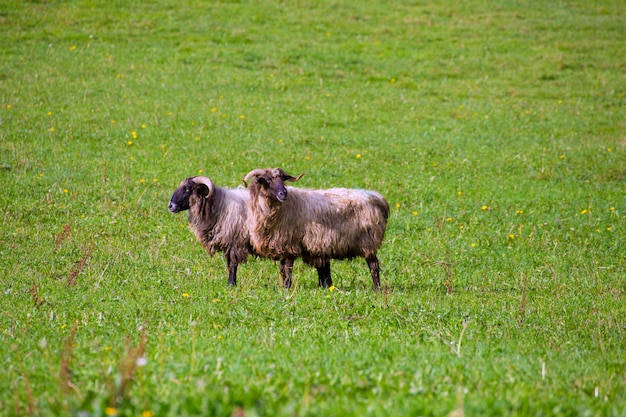 牧草地で放牧ナバラのピレネー山脈のLatxa羊