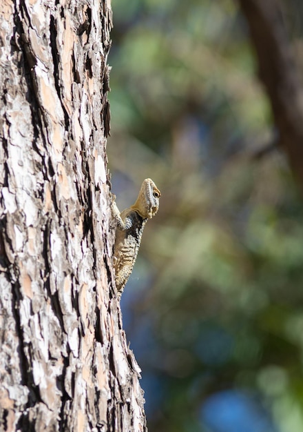 Laudakia stellio Agama lizard sits on a the pine tree in Turkey