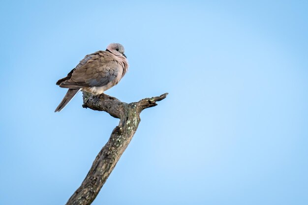 Laughing dove in profile on dead branch