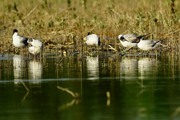 The laughing gull is a species of caradriform bird in the laridae family