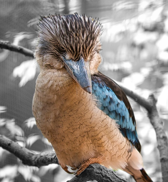 Laughing hans on a branch Beautiful colorful plumage of the Australian bird