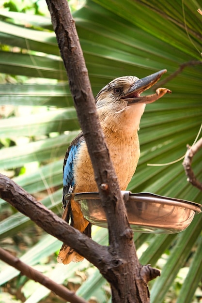 Laughing hans on a branch feeding mealworm Beautiful colorful plumage