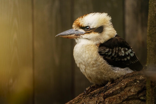 Laughing Kookaburra