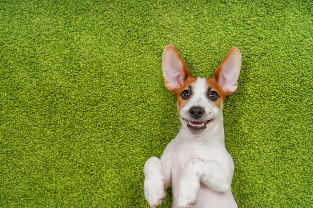 緑のカーペットの上に横たわっている子犬を笑っています。