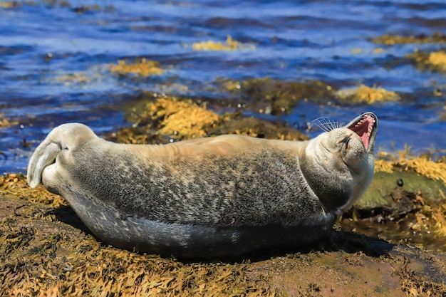 Foto la foca che ride sulla spiaggia