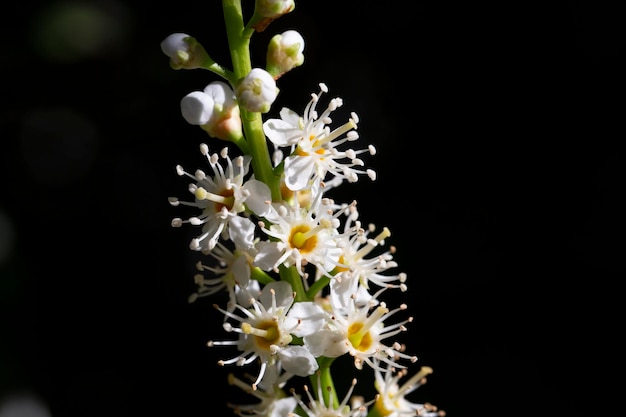 꽃이 만발한 월계수 가지 prunus laurocerasus novita