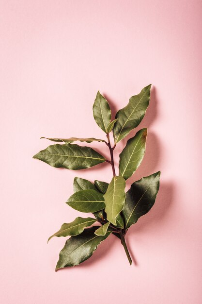Laurel branch on pink background