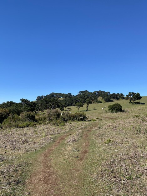 Laurel forest of Madeira day bright sun green meadow