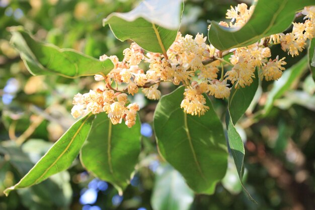 Photo laurel latifolia flowers