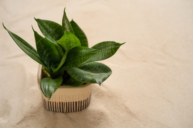 Laurentii plant in ceramic plant pot on sand background.