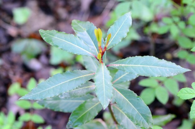 laurier (Laurus nobilis)