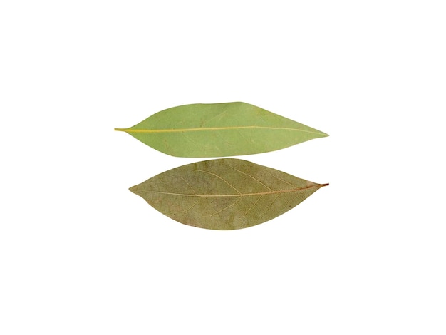 Photo laurus nobilis dry leaves is the source of popular herbs and used in recipes and alternative medici