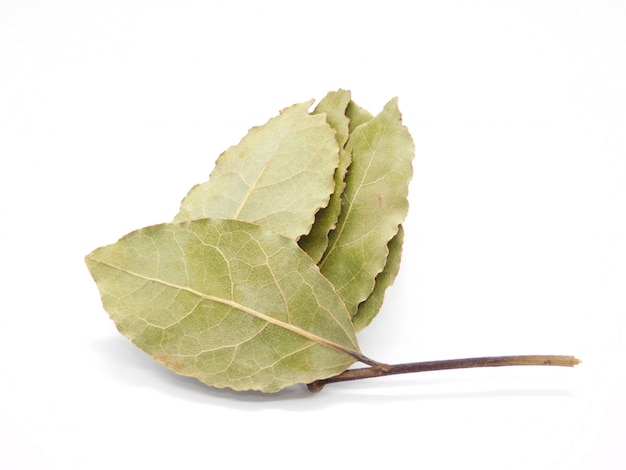 laurus nobilis Isolated on White Background