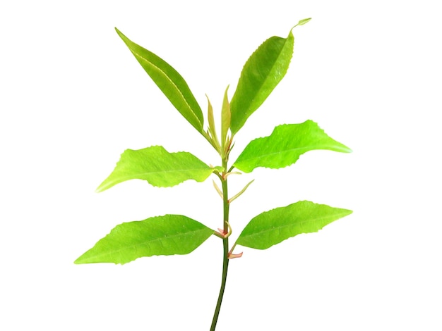 Photo laurus nobilis leaves is the source of popular herbs and used in recipes and alternative medicine