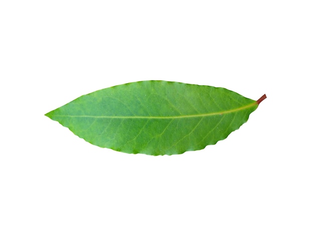 Photo laurus nobilis leaves is the source of popular herbs and used in recipes and alternative medicine