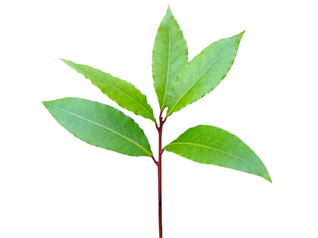 Photo laurus nobilis leaves is the source of popular herbs and used in recipes and alternative medicine