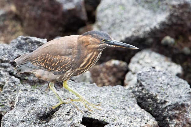 写真 溶岩サギ (butorides sundevalli)、ガラパゴス