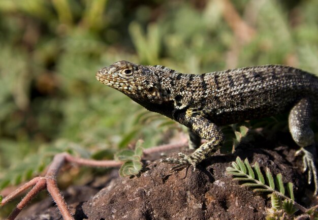 Lava Lizard Floreana Island Galapagos Islands