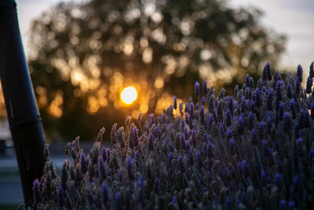 朝のラベンダーの花、日の出