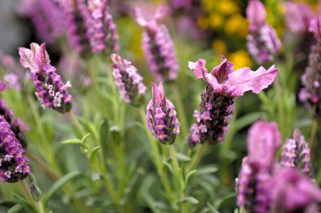 Lavanda