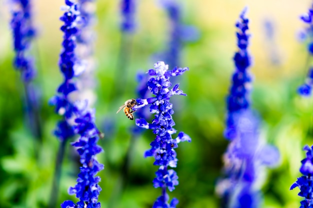 Lavandula on the morning at garden.