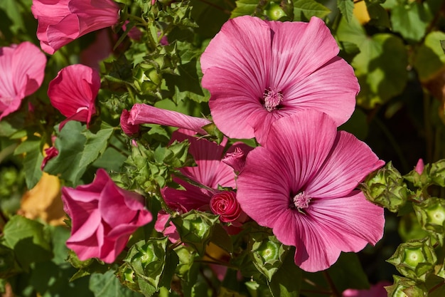 Lavatera lat Lavatera bloeit op het gazon in de tuin