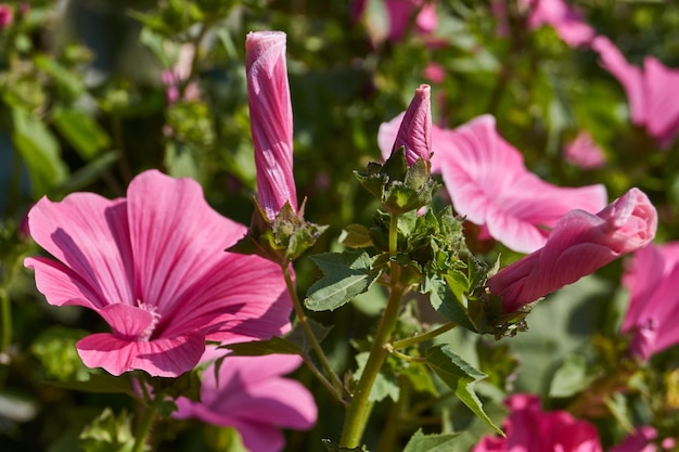 Lavatera lat Lavatera bloeit op het gazon in de tuin