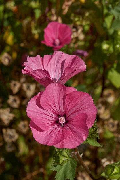 Lavatera (lat. Lavatera) blooms on the lawn in the garden.