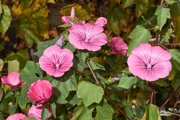 Lavatera(lat. Lavatera)는 정원의 잔디밭에 핀다.