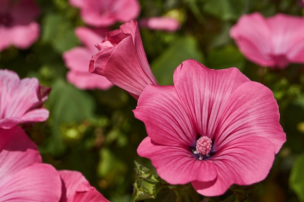 Lavatera lat Lavatera blooms on the lawn in the garden