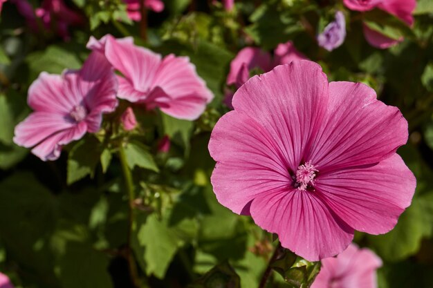 Lavatera lat lavatera fiorisce sul prato del giardino