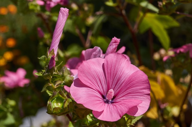 Lavatera lat Lavatera blooms on the lawn in the garden