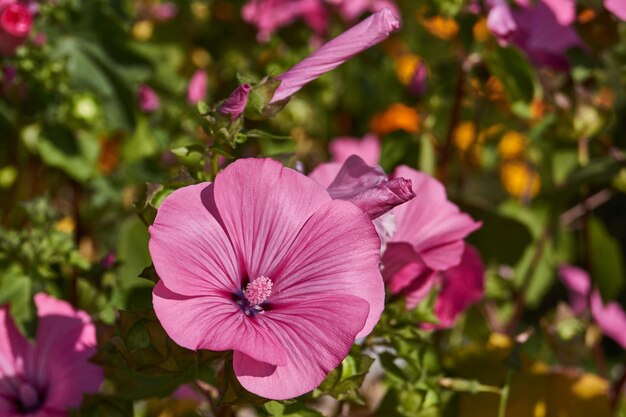 Lavatera lat Lavatera blooms on the lawn in the garden