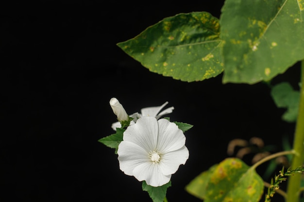 野生の田舎の庭のラバテラ日当たりの良い夏の牧草地に咲く野生の花生物多様性と造園の庭の花壇