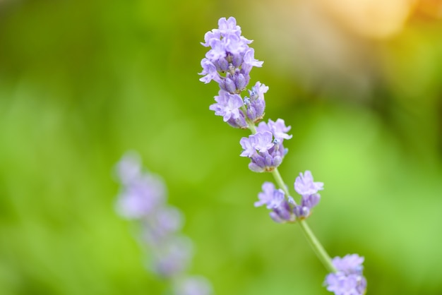 Lavendel bloem bloeien in de lavendel velden bloementuin achtergrond, close-up paarse bloemen