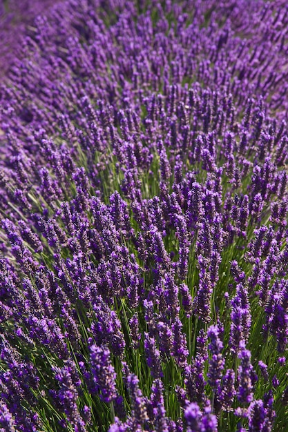 Lavendel bloem bloeiende geurende velden