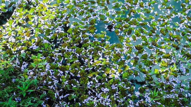 Lavendel bloem met algen in water