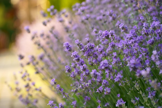 Lavendel bloem veld bloeiende paarse geurige lavendel bloemen Teelt van lavendel zwaaiend in de wind over zonsondergang hemel oogst parfum ingrediënt aromatherapie