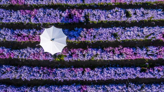 Lavendel bloem veld met paraplu