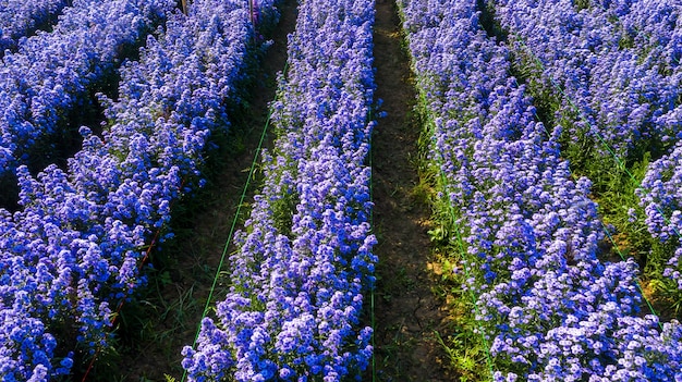 Lavendel bloem veld