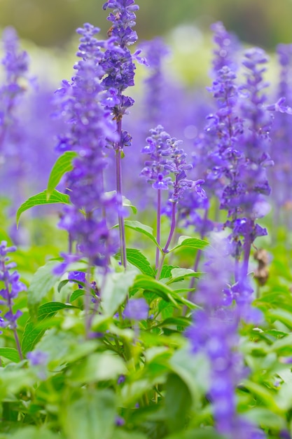 Lavendel bloem.