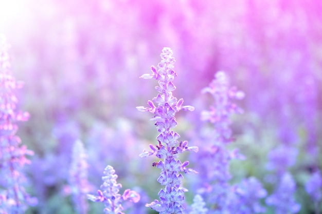 Foto lavendel bloemen achtergrond