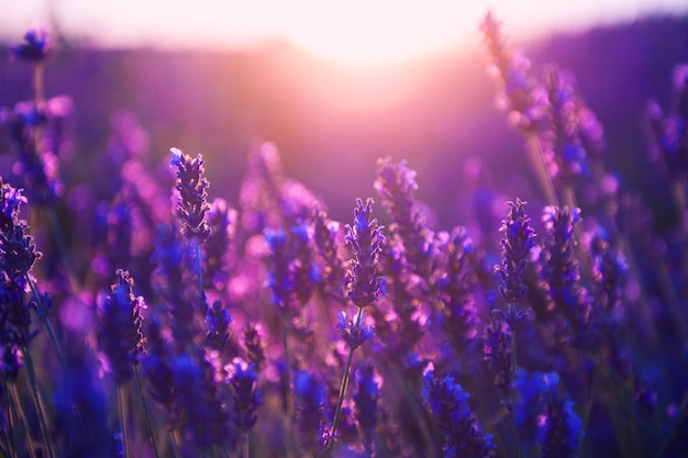 Lavendel bloemen bij zonsondergang in de Provence, Frankrijk. Macro opname, ondiepe scherptediepte. Prachtige natuur achtergrond