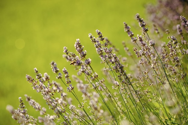 Lavendel bloemen bloeien op groen veld