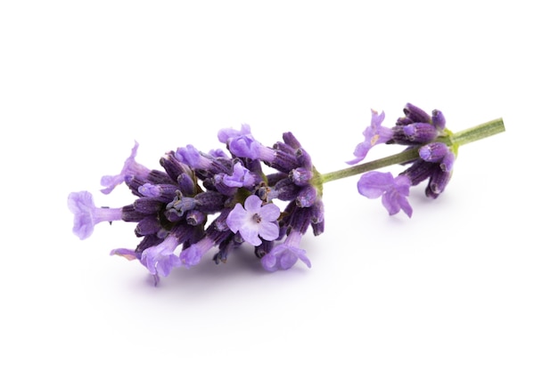 Lavendel bloemen bos gebonden geïsoleerd op een witte achtergrond.