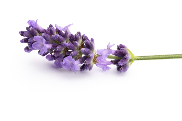 Lavendel bloemen bos gebonden geïsoleerd op een witte achtergrond.