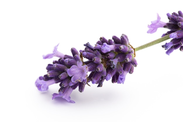 Lavendel bloemen bos gebonden geïsoleerd op een witte achtergrond.